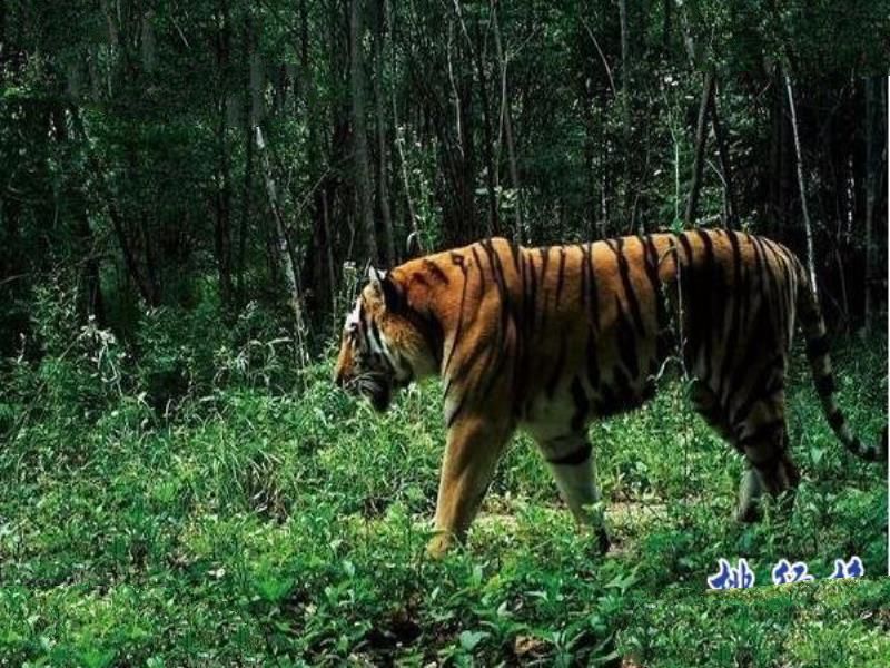 世界上最大的老虎:东北虎 体重350千克可秒杀非洲狮