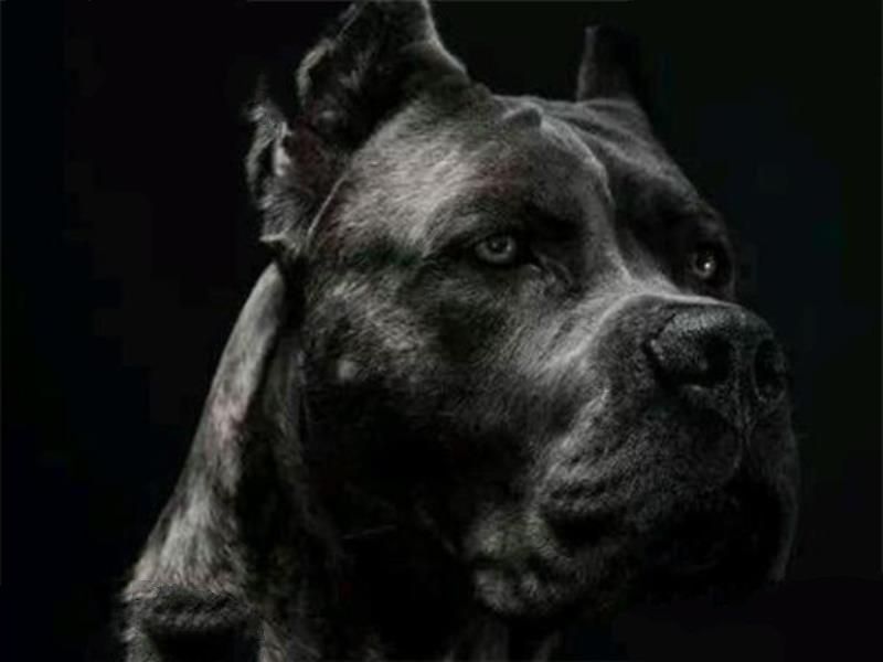 世界十大护卫犬 加纳利犬比藏獒还猛，第一养起来很贵