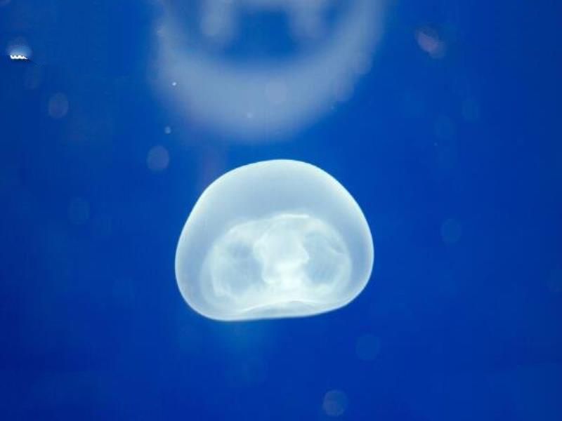 地球唯一不死的生物：灯塔水母不断的返老还童达到永生