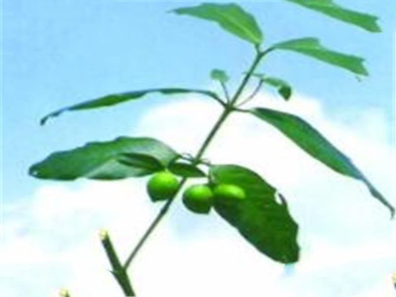 混沌十大灵根排行榜 人参果无人不知，第三据说曾灵力无敌