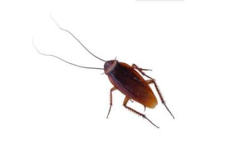 杀不死的十大生物，面对核武器都鄙夷不屑