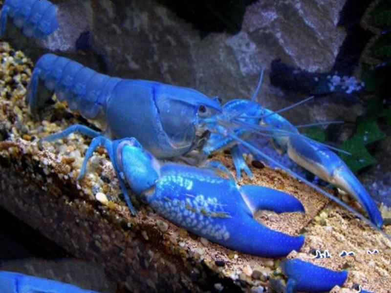 世界上最大的蓝魔虾:长30CM重500克,相当于3只小龙虾(图片)