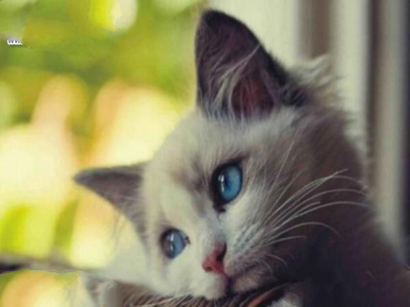 世界上记忆力最好的动物排行榜:黑猩猩记忆力超过大学生