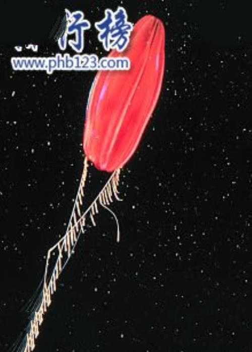 地球上最早的生物：栉水母（长相如外星生物）