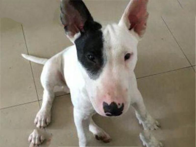 世界最凶的狗十大排行榜 加纳利犬每年致死率全球居前列