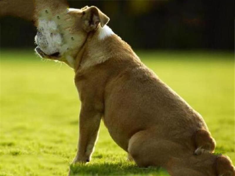世界十大最凶悍猛犬 西藏獒犬上榜，比特犬异常凶猛
