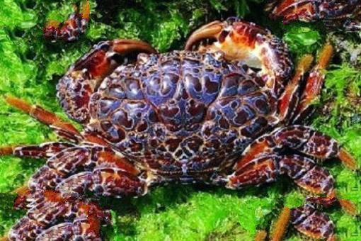 海洋十大毒物排行榜,这些深海最毒生物你都见过吗？