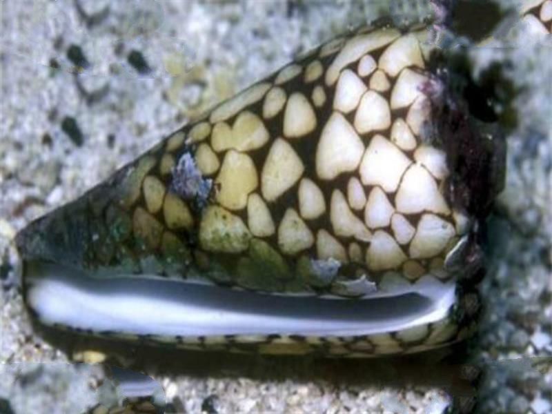 世界最毒十大生物 大理石芋螺上榜，石头鱼很善于隐藏
