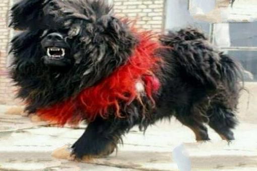 世界上最凶猛的狗排名,比特犬吊打藏獒称霸