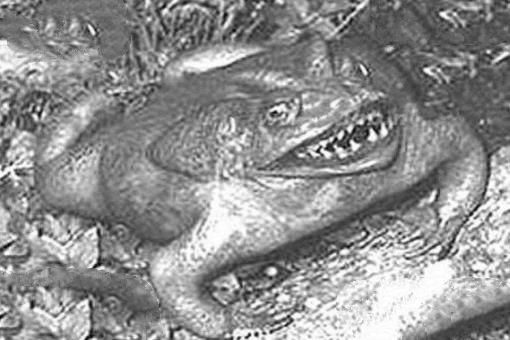 世界上唯一会咬人的青蛙,食人蛙（一切源自于环境污染）