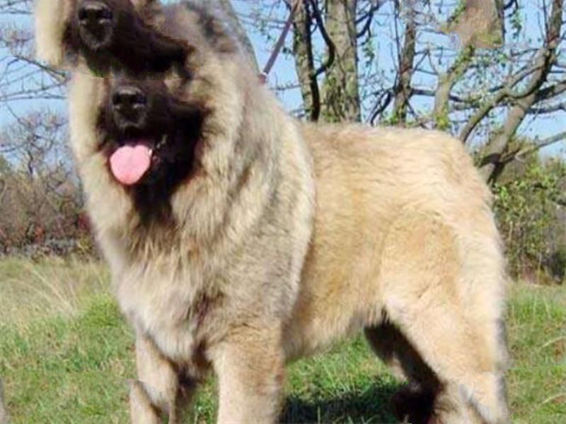 世界十大凶悍猛犬 高加索犬生存能力强，土佐斗犬被多国禁养