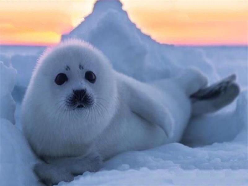 世界十大可爱生物 小熊猫上榜，海獭眼睛小到像没睡醒