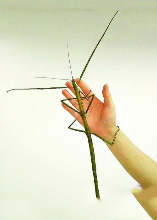 世界最大昆虫产卵：吉尼斯纪录“最大昆虫”竹节虫产卵