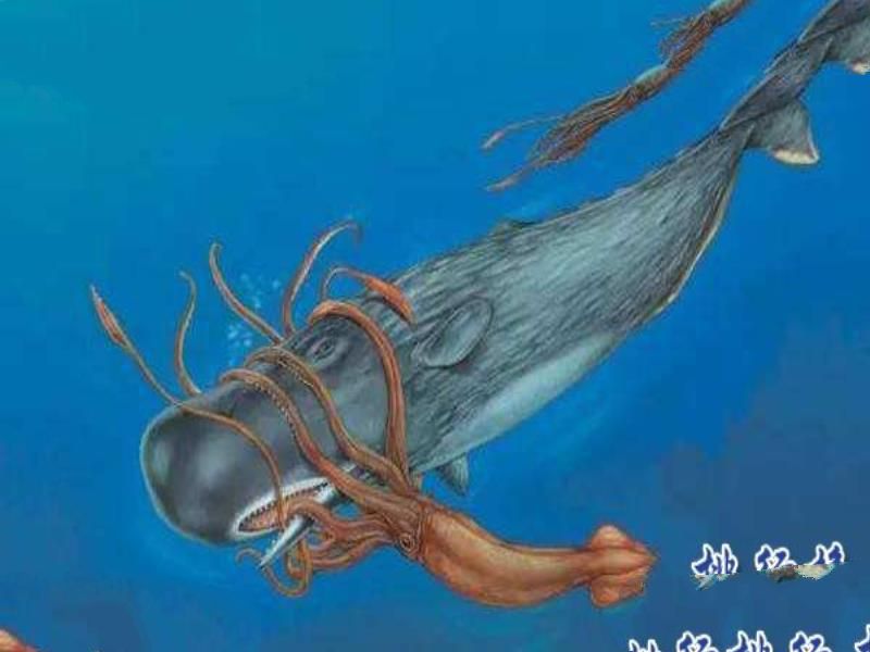 大王酸浆鱿是什么生物?世界上最大的乌贼(体重可达300公斤)