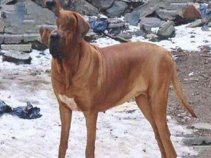 世界十大巨型犬:一只爪子就有足球大却性格温顺