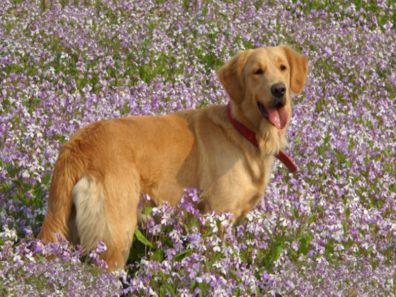世界最聪明的十大名犬 贵宾排第二，拉布拉多仅第七