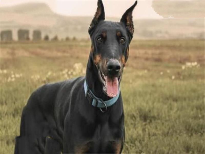世界十大最凶悍猛犬 西藏獒犬上榜，比特犬异常凶猛