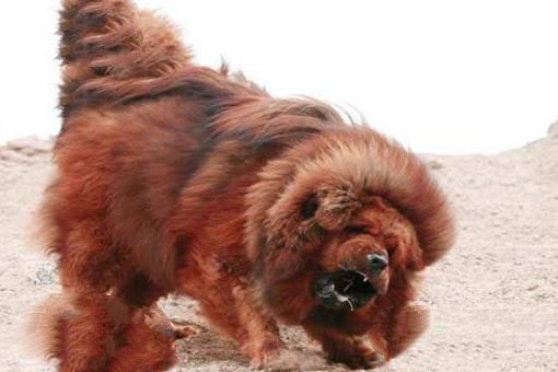 中国藏獒十大獒王排名，中国最有名的藏獒推荐