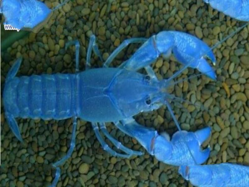 世界上最大的蓝魔虾:长30CM重500克,相当于3只小龙虾(图片)