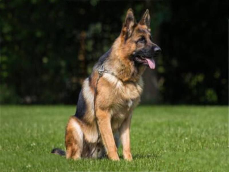 世界十大名犬智商排名 边境牧羊犬智商等同于八岁小孩
