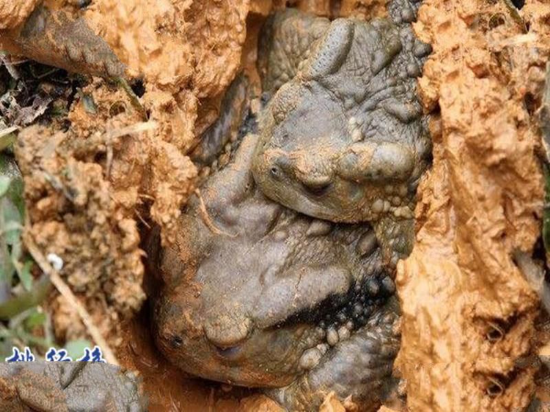 需要冬眠的动物有哪些?15种冬天冬眠的动物盘点