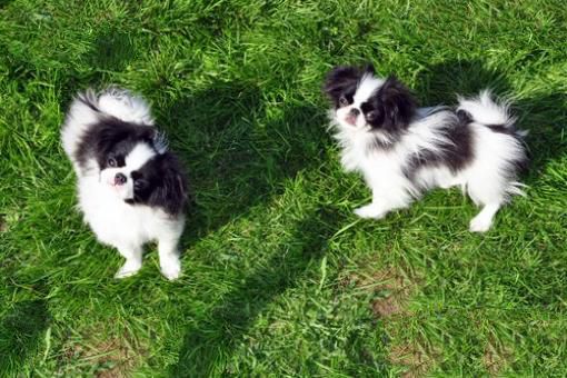 世界上最小的十大狗品种:约克犬可放口袋 吉娃娃最小
