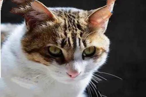 中国土猫有哪些品种？中国土猫品种排行榜