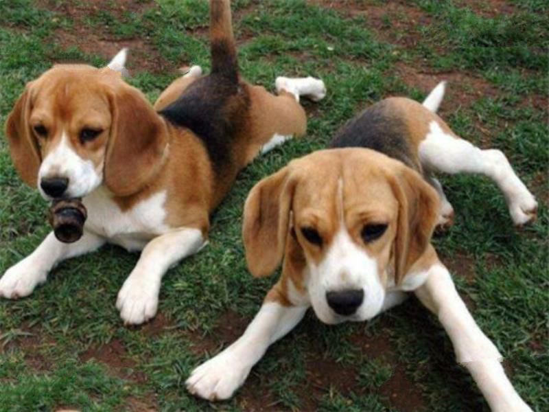 世界十大名犬 秋田犬感动了全世界，贵宾犬气质很高贵