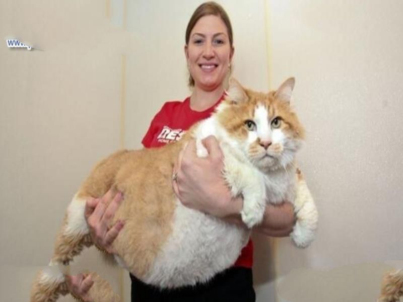 世界上最大的猫排行榜