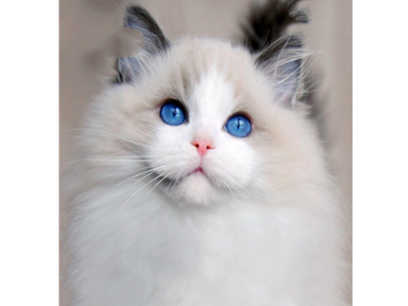 世界十大最漂亮的猫 优雅还是可爱，你喜欢哪种