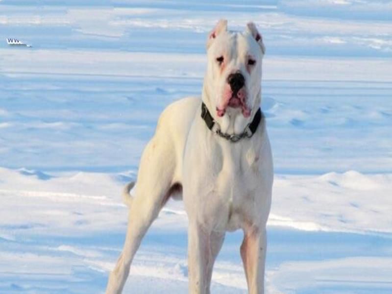世界上最凶猛的狗排名,比特犬吊打藏獒称霸