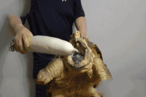 世界上最凶的乌龟：鳄龟，乌龟中的霸王龙(一口咬爆菠萝)