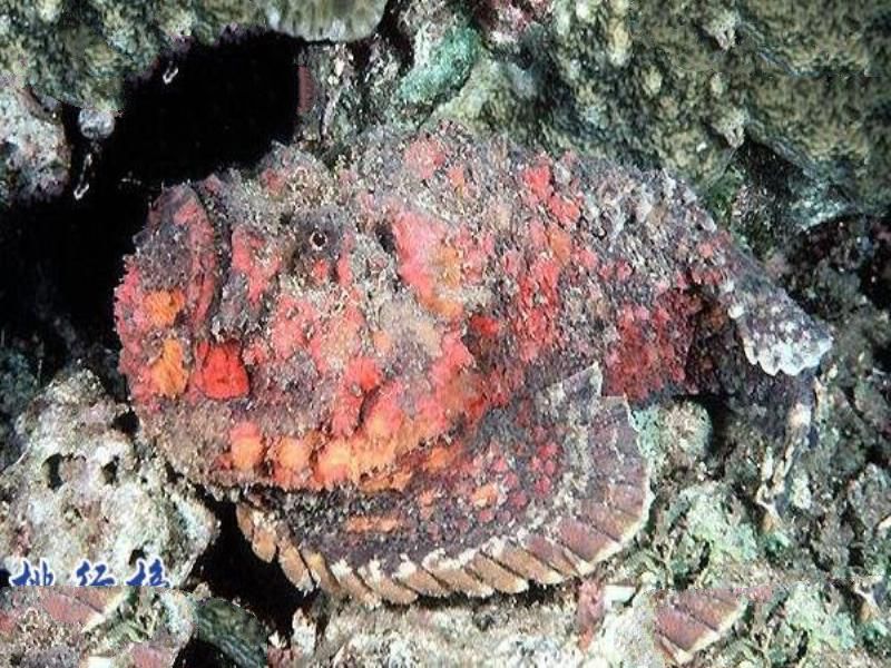 世界十大毒王排行榜 澳洲箱水母毒死人仅需30秒