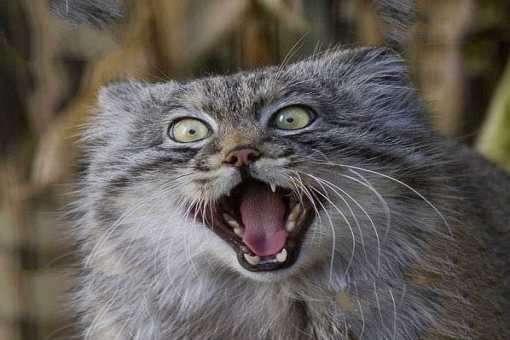 世界上最凶猛的猫科动物，兔狲凶残到什么程度？