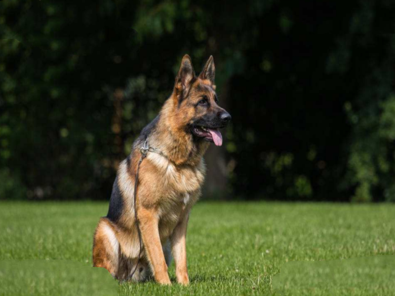 大丹犬