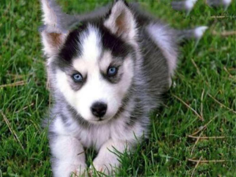 世界十大傻狗排名 哈士奇都没进前三，斗牛犬超凶猛