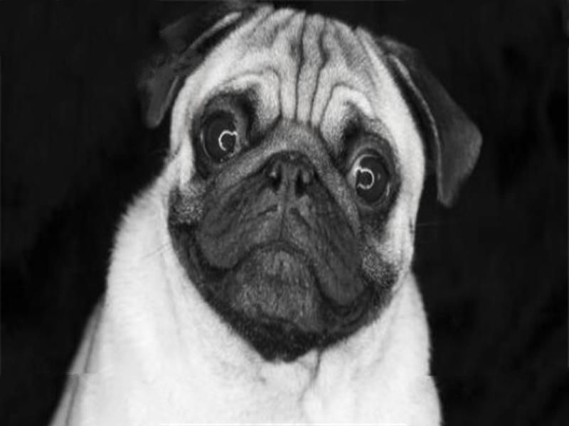 世界十大名狗排名 拉布拉多很讨人喜欢，牧羊犬大多成了警犬