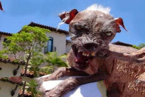 世界上最丑的狗品种：中国冠毛犬，常年包揽世界最丑犬冠军