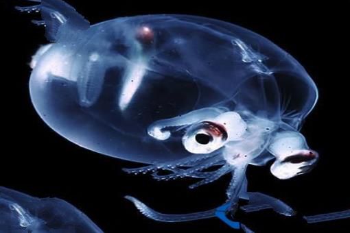 世界上最透明的生物：丑却很难忘