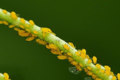 世界上最大的昆虫，泰坦甲虫长达21厘米（比人的手掌都大）