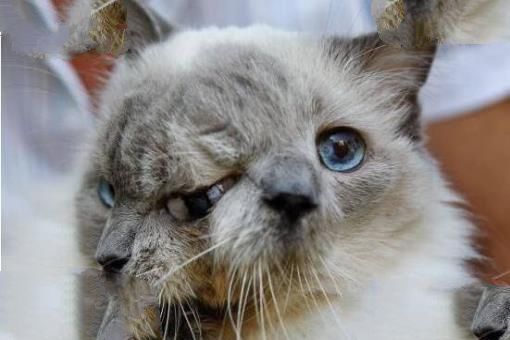 吉尼斯世界上寿命最长的双面猫：三只眼两嘴巴