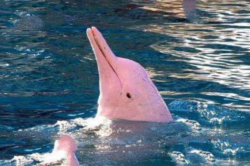 世界上最大的的淡水海豚:粉红瓶鼻海豚灭绝了吗?(长3米)