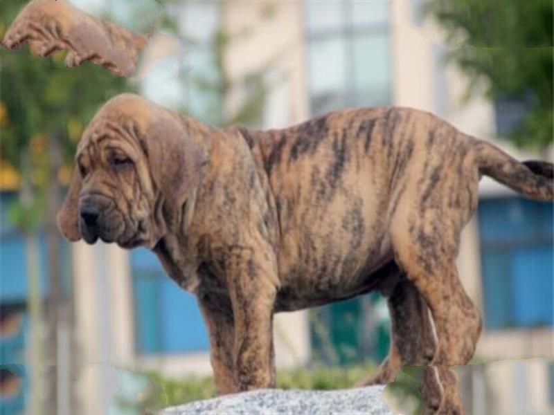 世界十大恶犬 加纳利犬致人死亡次数最多，第三竟然是国宝
