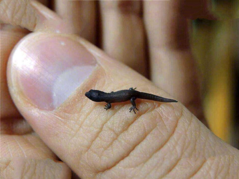 世界上最小的生物排名