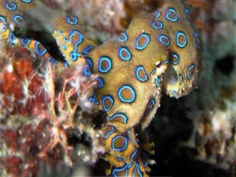 世界十大有毒生物 遇箱形水母必躲，黑曼巴蛇致死率100%