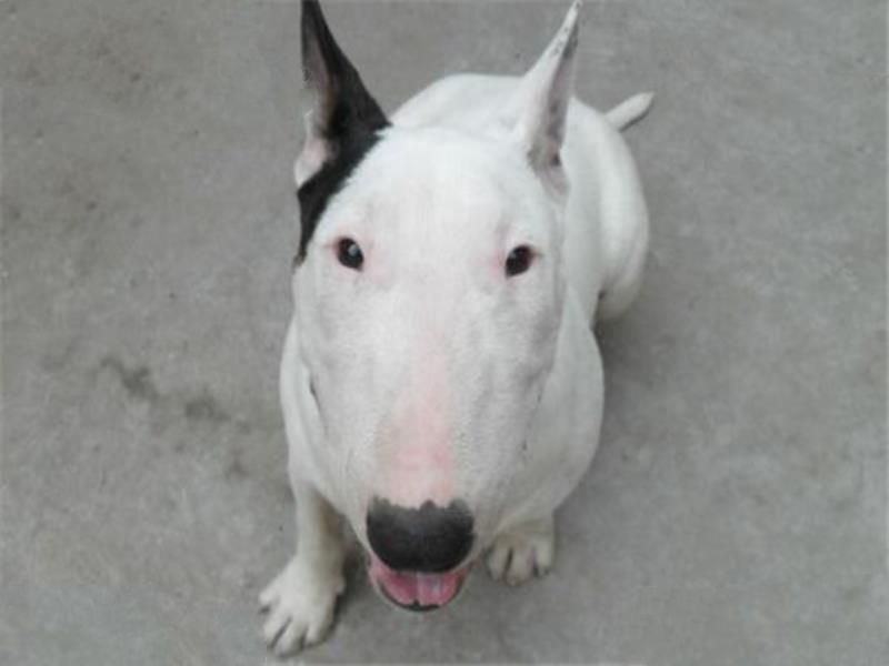 世界十大凶犬最新排名 第七被称为杀人犬，建议最好别养