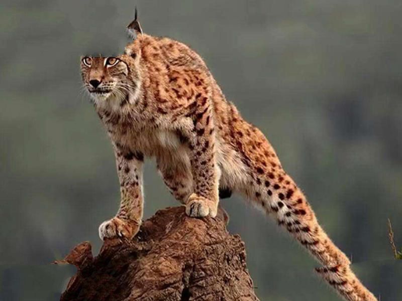 世界十大禁养猫科动物