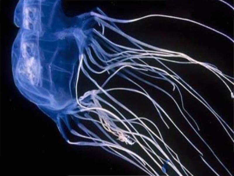 世界最毒十大生物 大理石芋螺上榜，石头鱼很善于隐藏