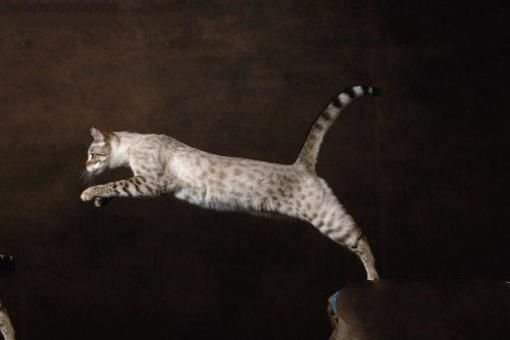 世界十大最名贵猫排行榜 最名贵猫介绍