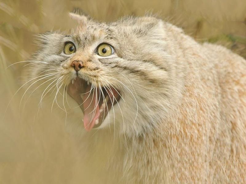 世界上最凶悍的猫：帕拉斯猫500万年未进化